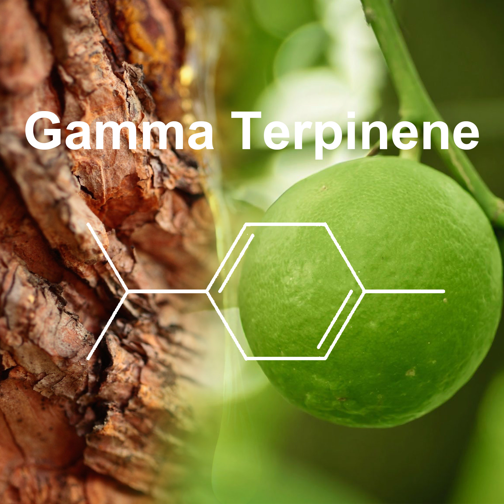 Gamma Terpinene Natural