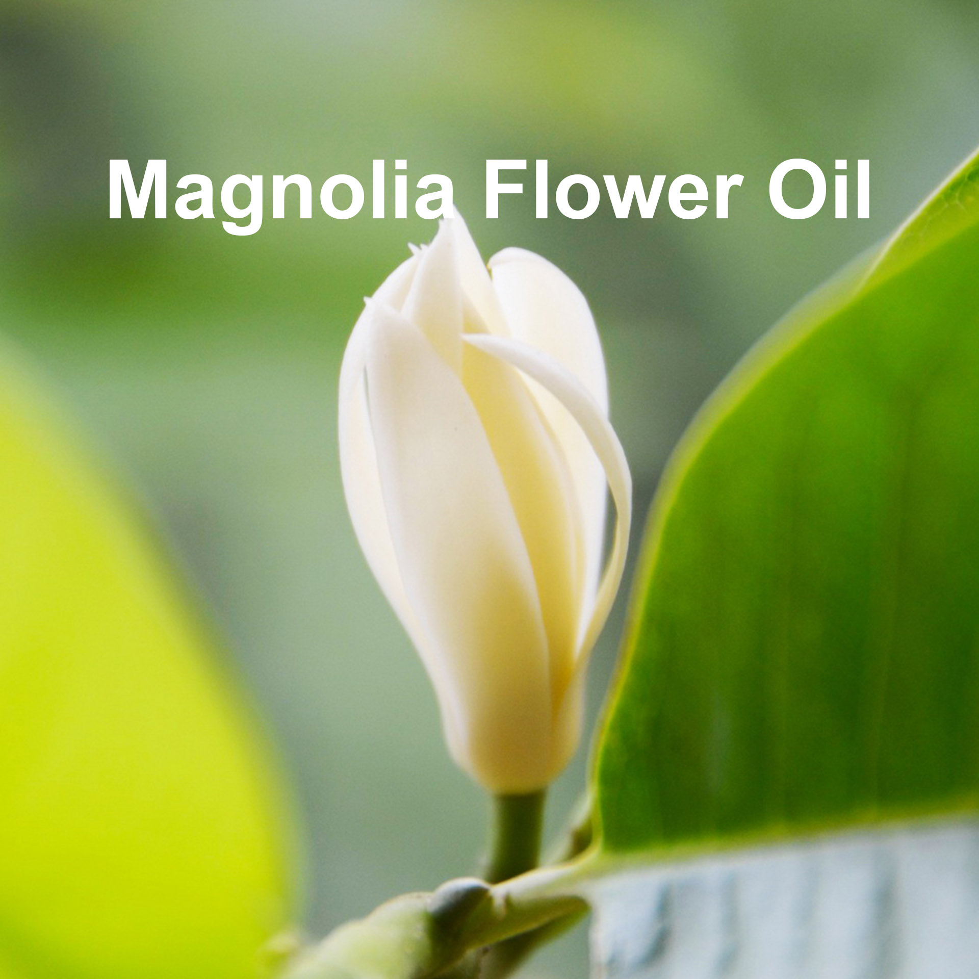 Michelia/Magnolia Flower&Leave Oil