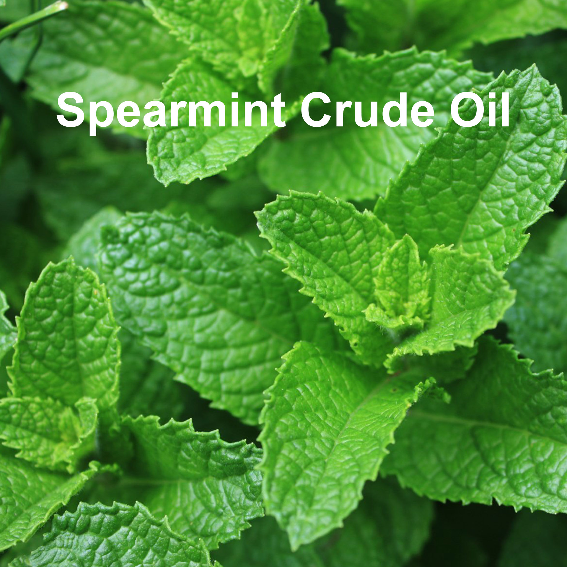 Spearmint Crude Oil Pure Natural